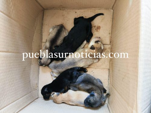fiscalia-investiga-maltrato-animal-san-andres-cholula