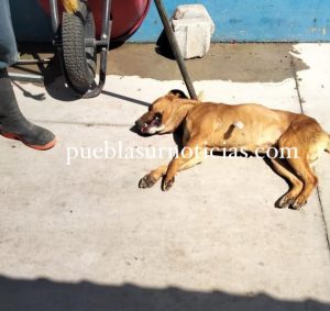 fiscalia-investiga-maltrato-animal-san-andres-cholula