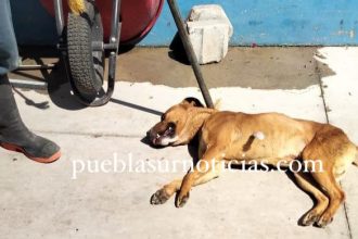 fiscalia-investiga-maltrato-animal-san-andres-cholula