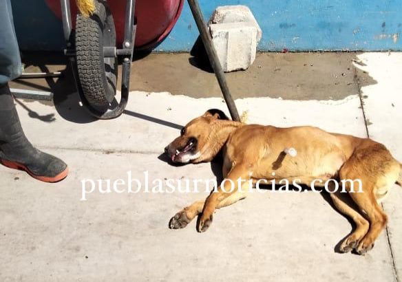 fiscalia-investiga-maltrato-animal-san-andres-cholula